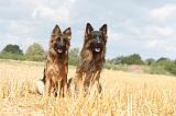 BERGER ALLEMAND 344